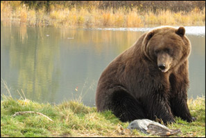 Grizzly Bear Sitting