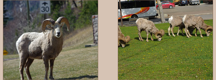 Big Horn Sheep in Waterton