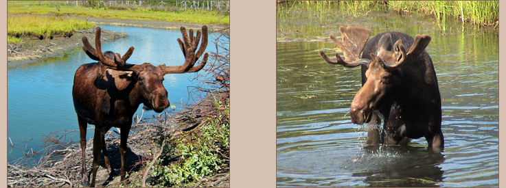 Moose in Waterton